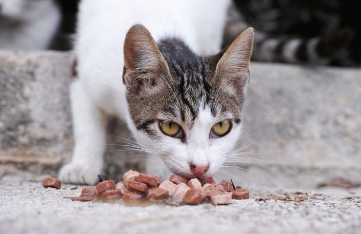 gatto randagio cibo 
