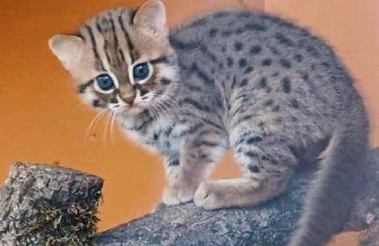 gatto rugginoso, il più piccolo del mondo