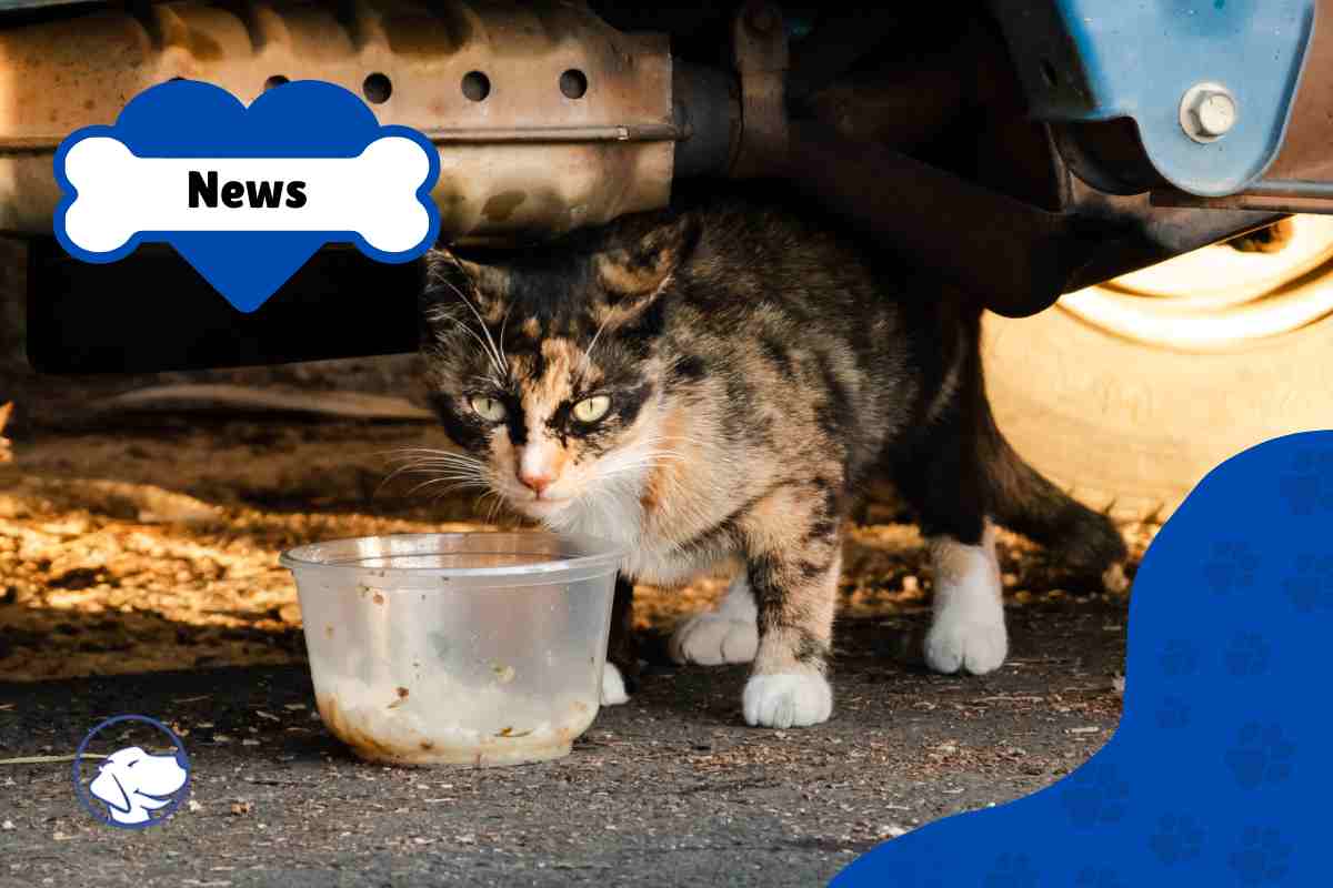 nutrire gatti randagi è contro la legge?