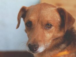 baffi del cane