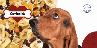 cane può mangiare frutta secca?