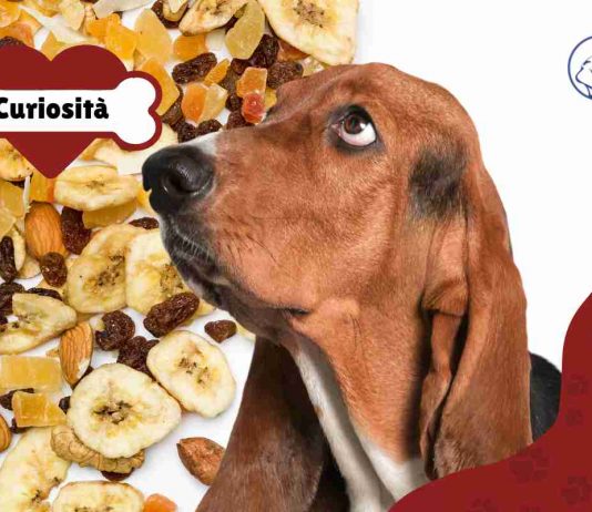 cane può mangiare frutta secca?