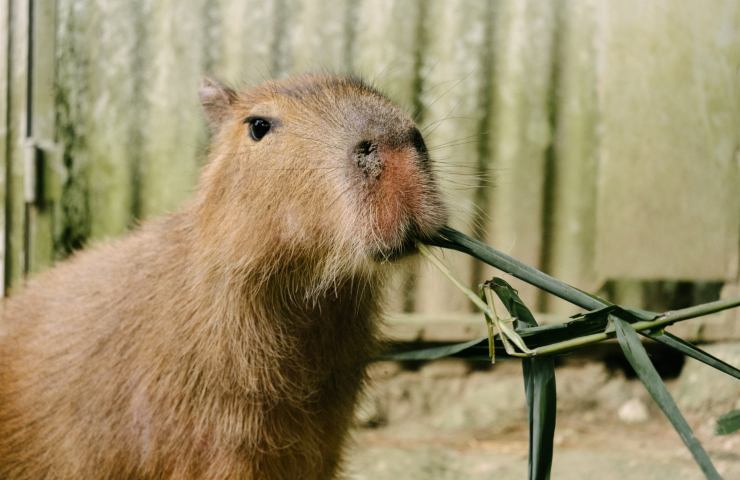 il capibara è l'animale più socievole