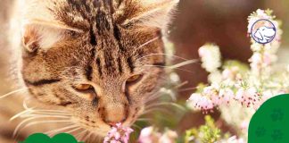 gatti hanno 6 sensi