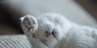 sonno gatto