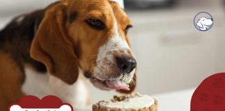 ingredienti per torta per cani