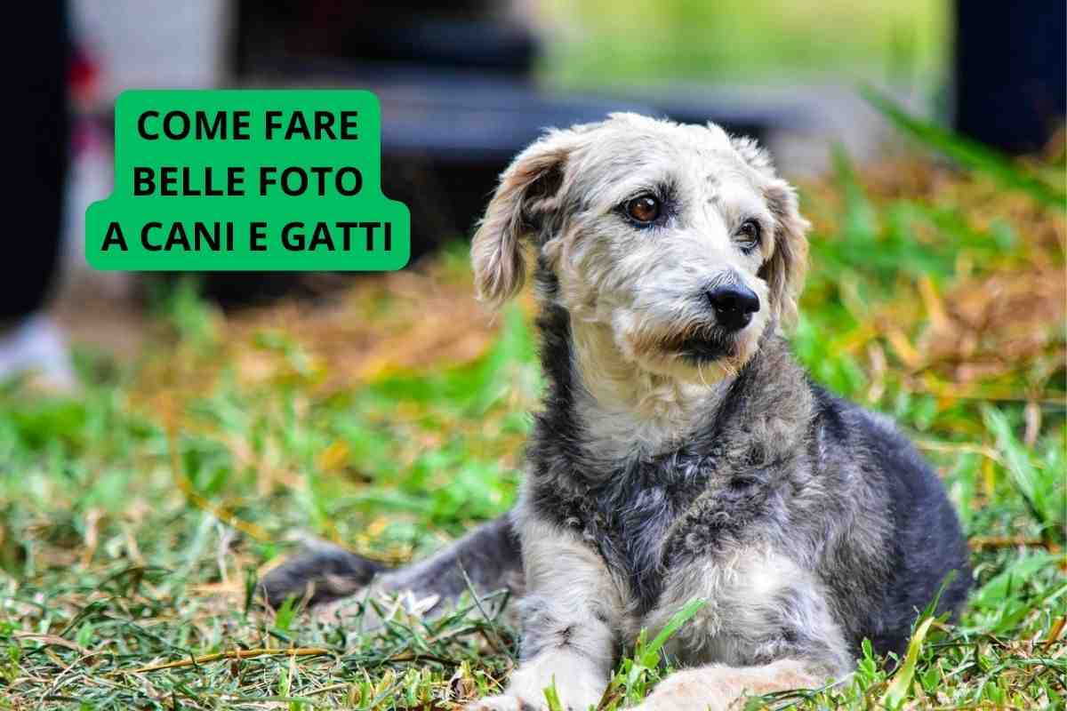 Cane in posa per una foto