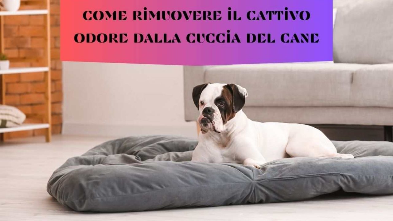 Come eliminare peli di cane e gatto dal divano e vivere felici