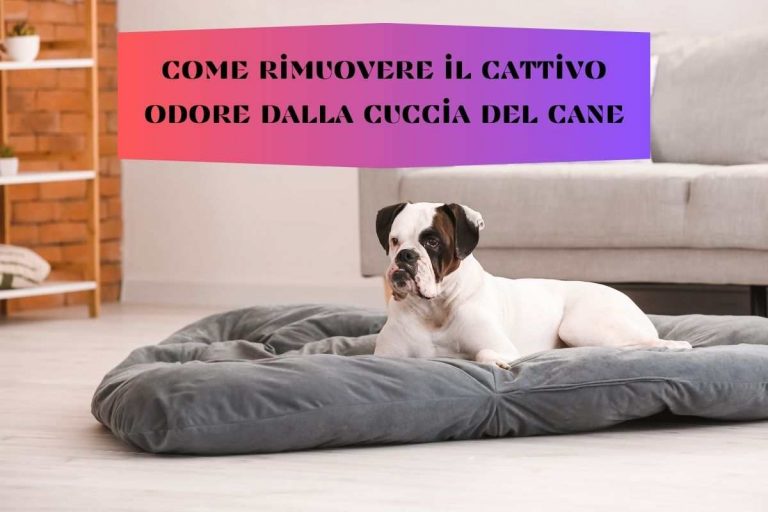 L'ODORE DELL'URINA DEL CANE IN CASA - Animali In Casa - Foto 2