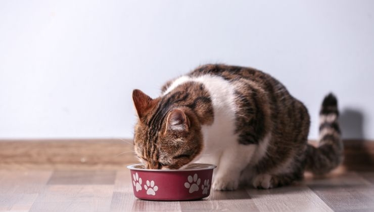 Gatto riconosce il cibo e lo mangia volentieri