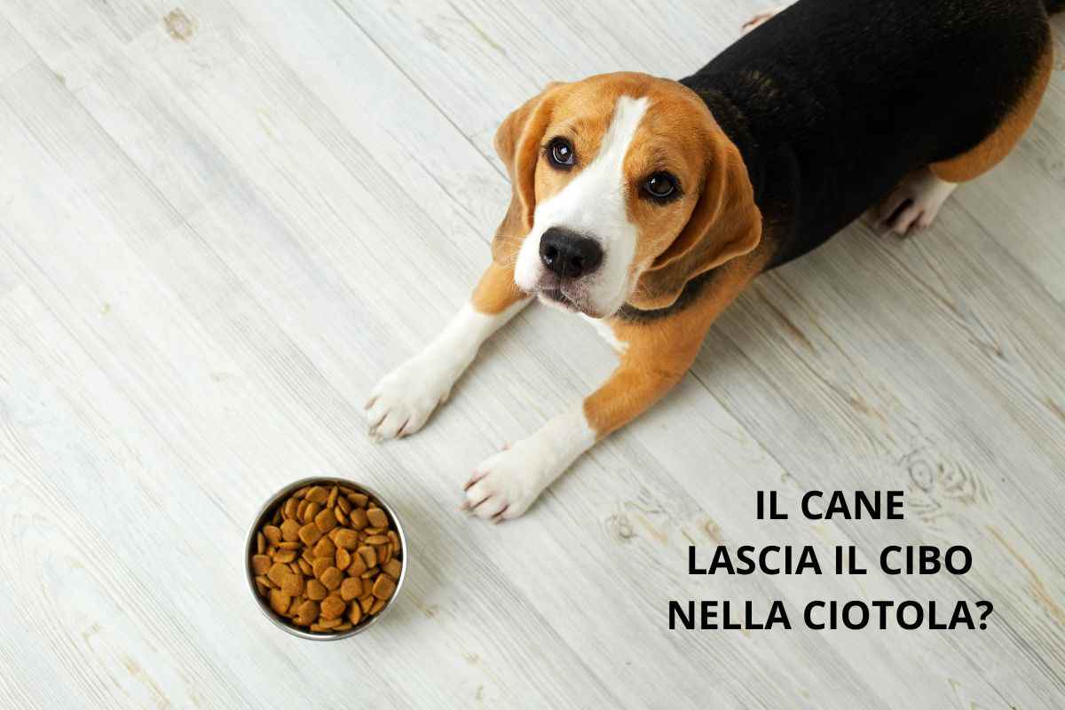 Cane lascia cibo nella ciotola