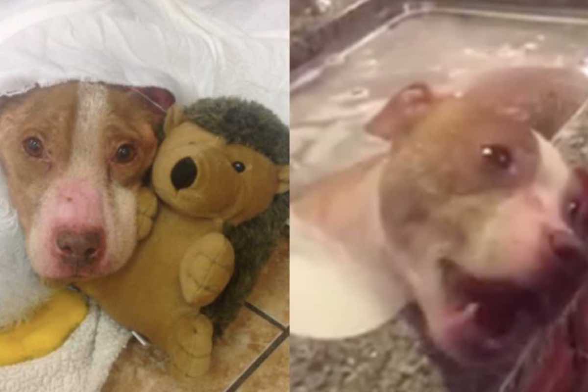 Il cane Rudy bianco e beige nella vasca e tra le coperte