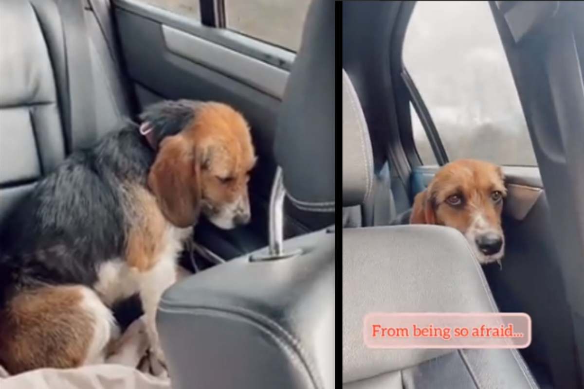 beagle trovato solo siede spaventato in auto e non conosce l'affetto