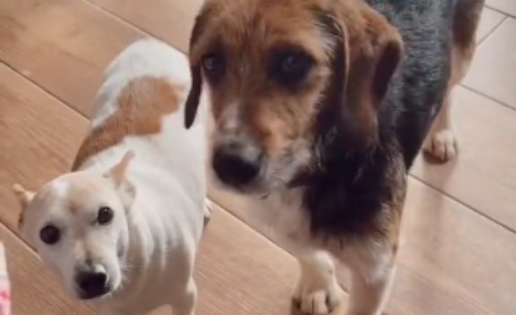 beagle trovato solo e spaventato ora conosce l'affetto