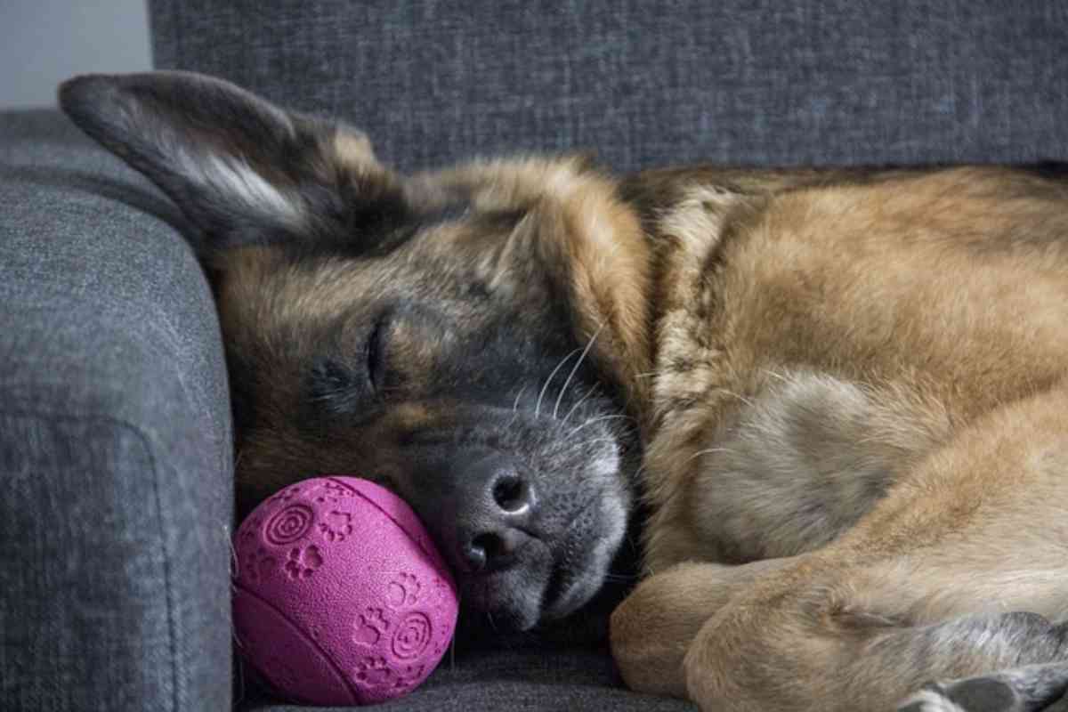 Non svegliare mai il tuo cane