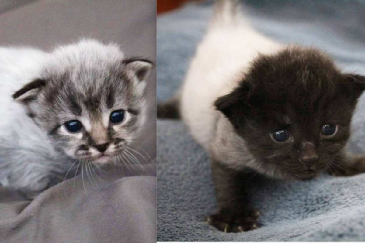 il cambiamento del colore del manto di 7 gattini e la loro pigmentazione
