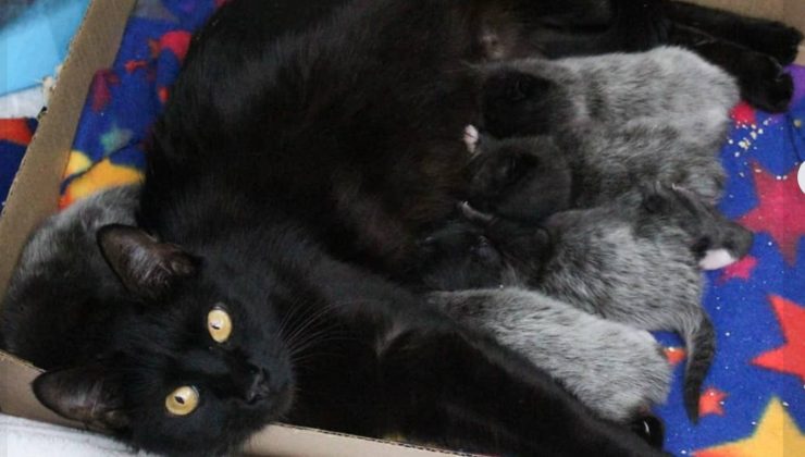 il colore del manto della madre dei 7 gattini e la loro particolare loro pigmentazione