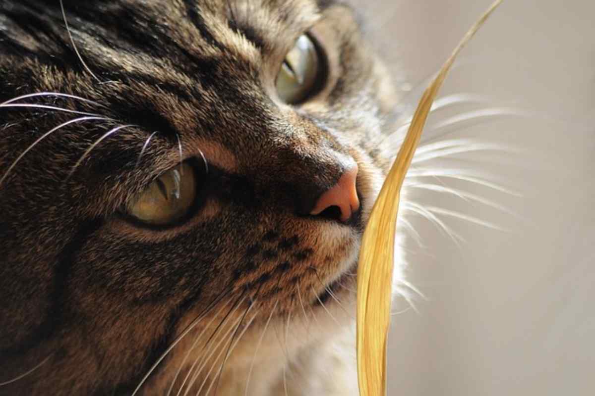 Il tuo gatto odia alcuni tipi di odori,