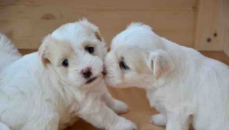 2 piccoli cani maschi si danno un bacio 