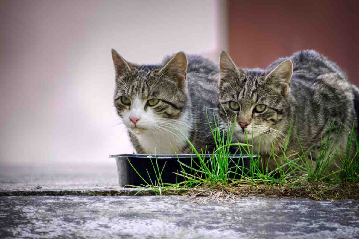 Gatto mangia insieme a un altro gatto nella stessa ciotola