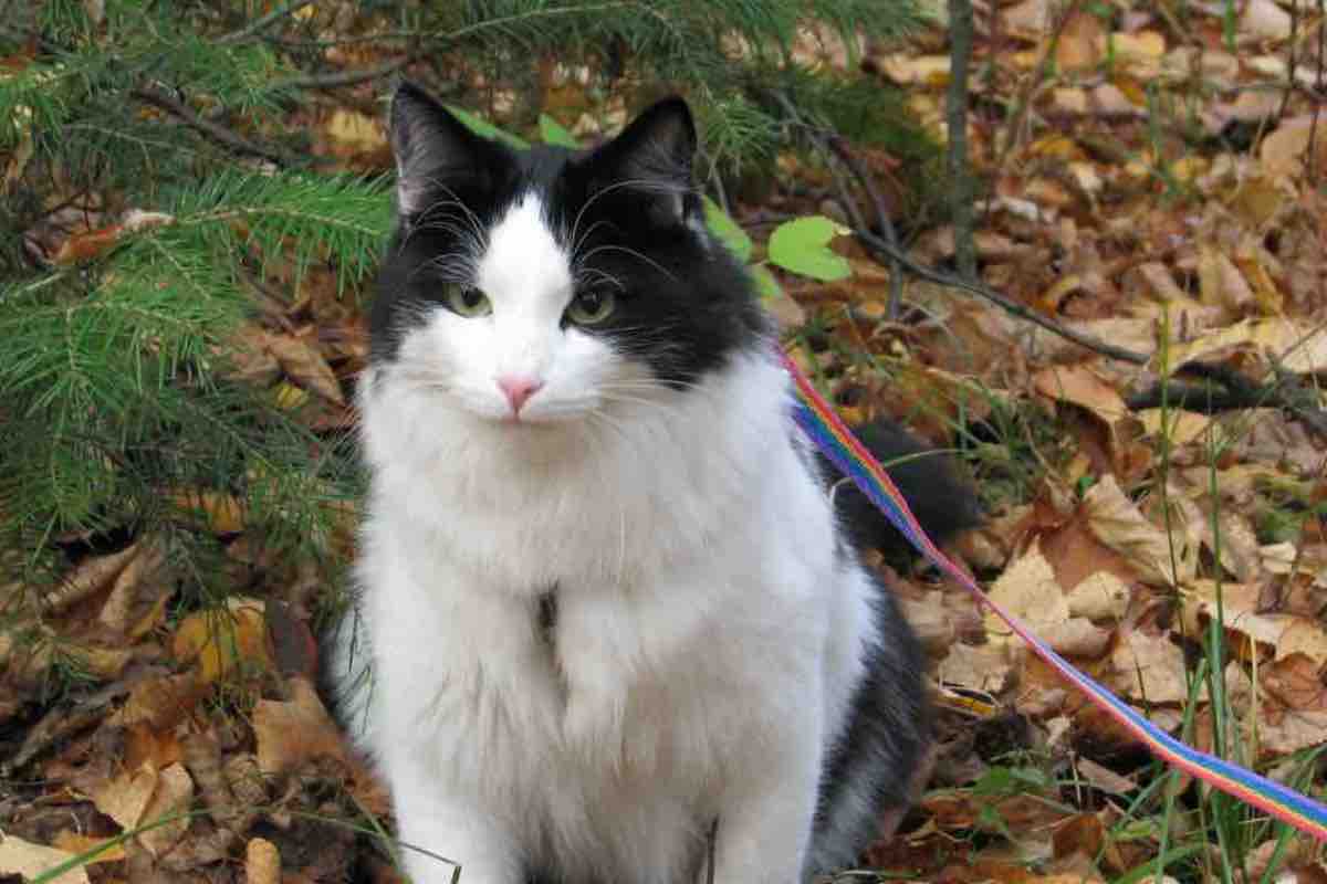 Gatto bianco e nero durante una passeggiata in autunno
