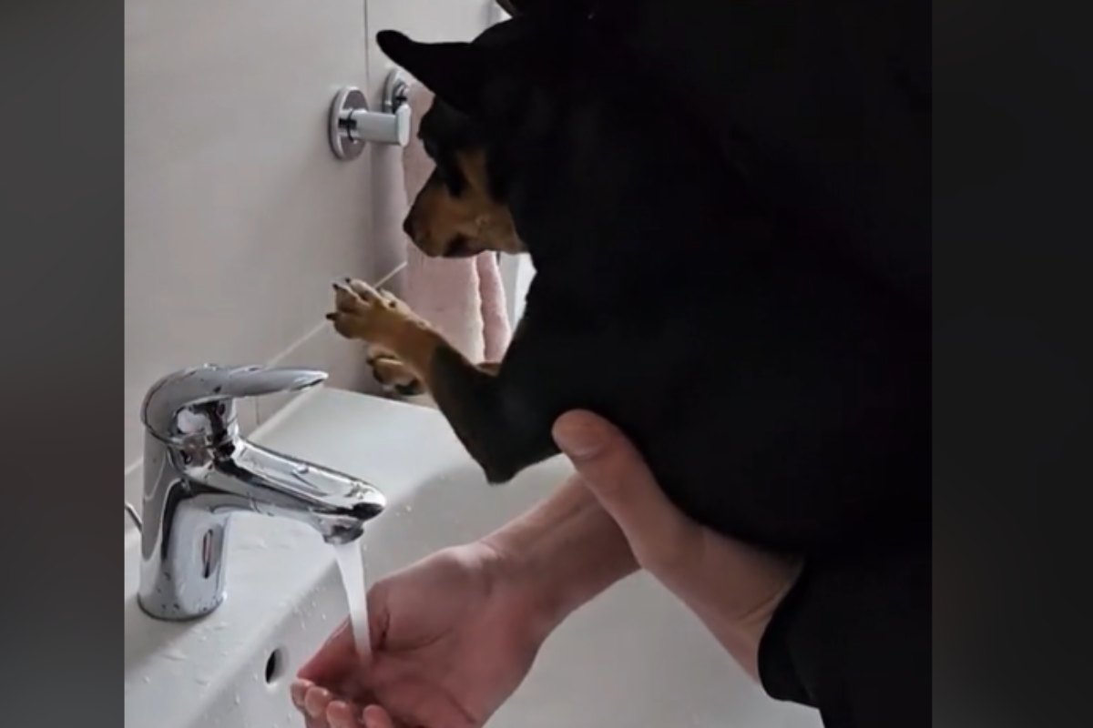 Cane chiude il rubinetto dell'acqua