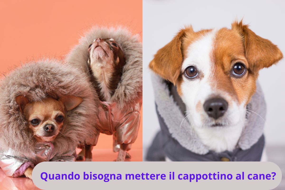 Cani col cappottino uguale e cane con cappotto