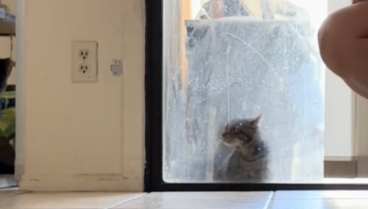 La gatta resta da sola dall'altra parte della finestra dopo la fuga del fratellino 