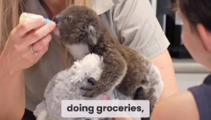 cucciolo di koala mentre beve il latte