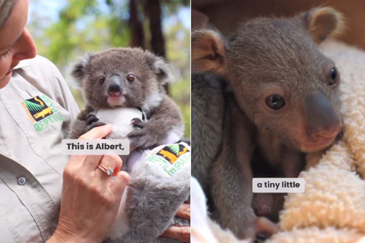 cucciolo koala salvato