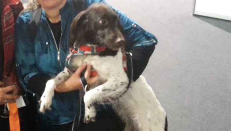 Il cane Amie che riconosce i numeri in braccio alla sua mamma umana 