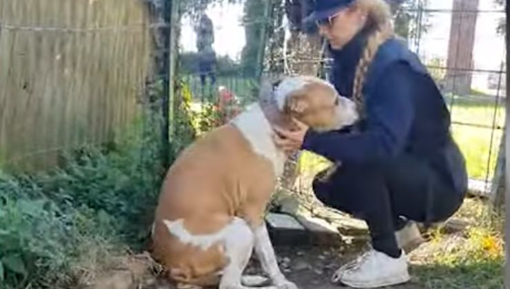 Il cane Carlos anziano e malato viene liberato dalla gabbia