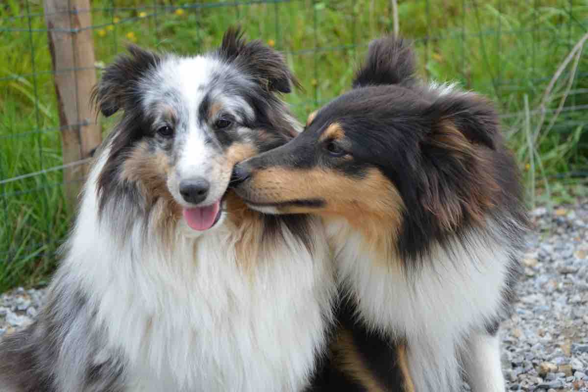 cani maschi si baciano durante l'accoppiamento