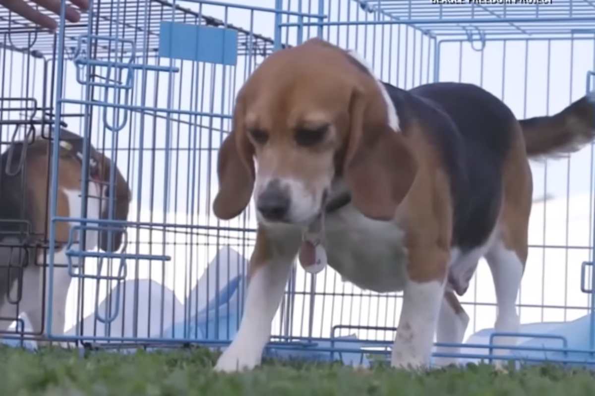 Beagle in libertà