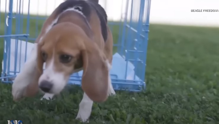 Beagle tocca per la prima volta l'erba