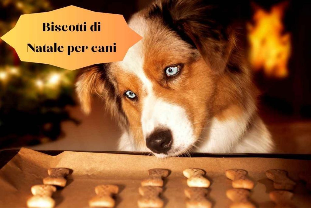 Schecker Biscotti Per Cani Con Ruggine - Non Friggere E - Foto 4