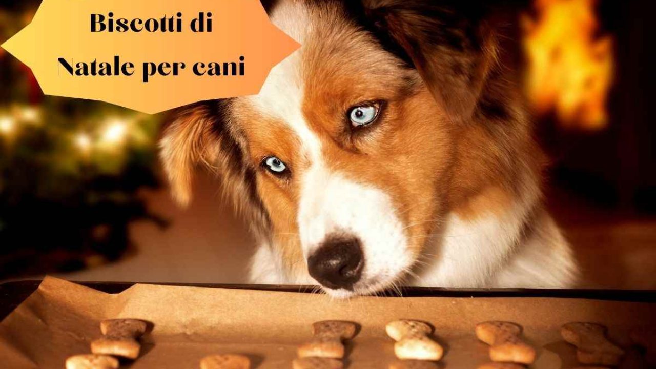 Biscotti Natalini: Biscotti per Cani Naturali al Latte, ideali per Natale