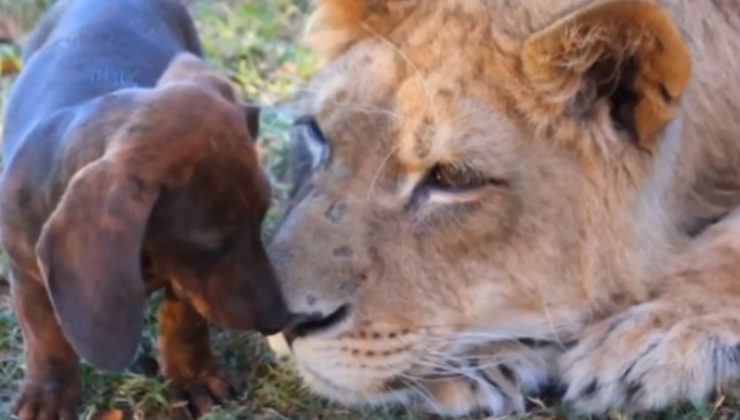 leone fa amicizia con un cane