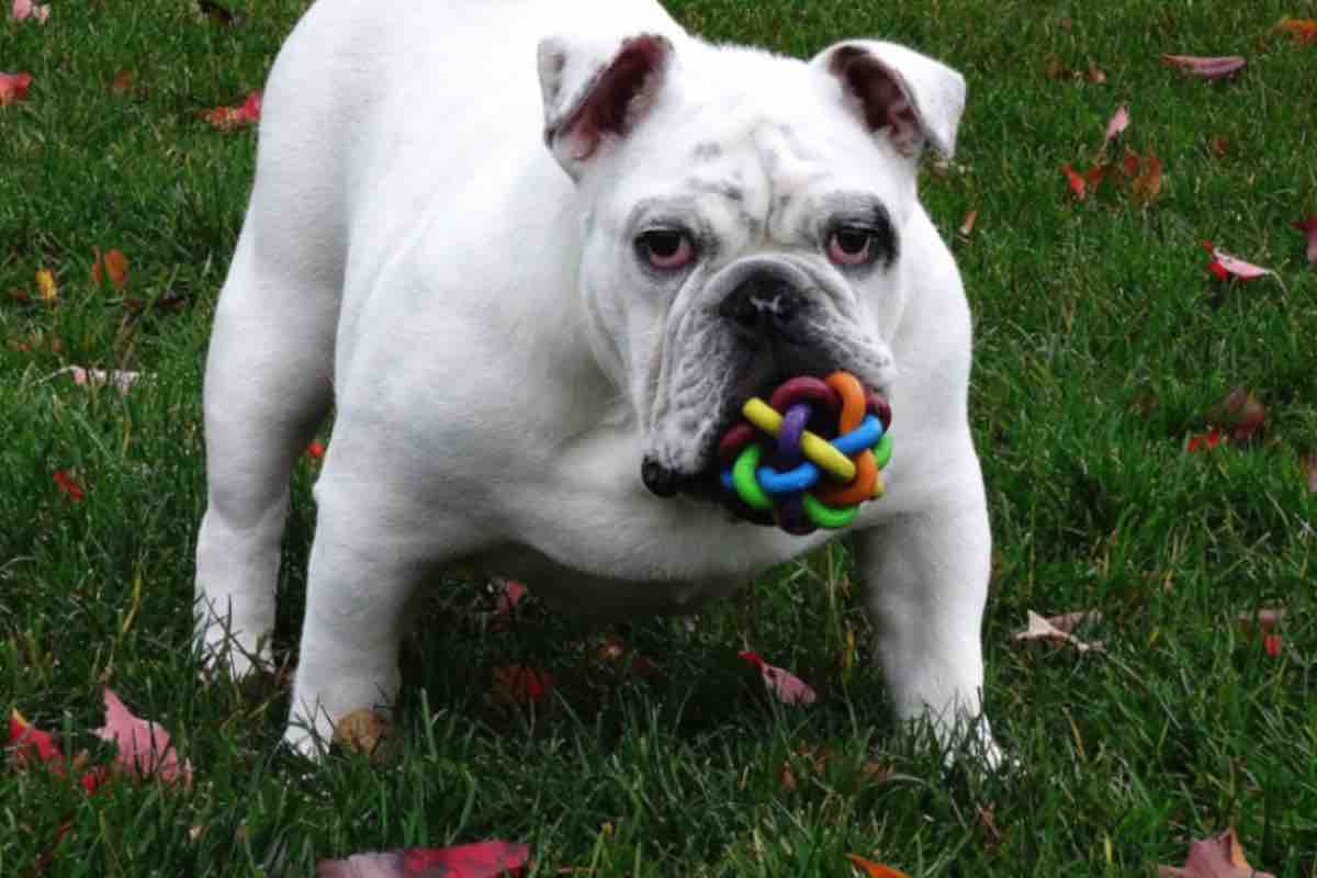 Cane Bulldog inglese con giocattolo il bocca nel prato