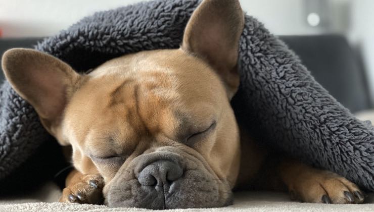 Cane di razza bulldog francese sotto le coperte in inverno 