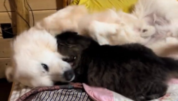 cane e gatto che giocano sul letto