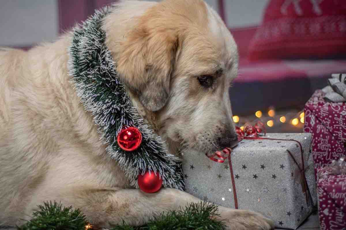 Un cane accanto ai regali di natale
