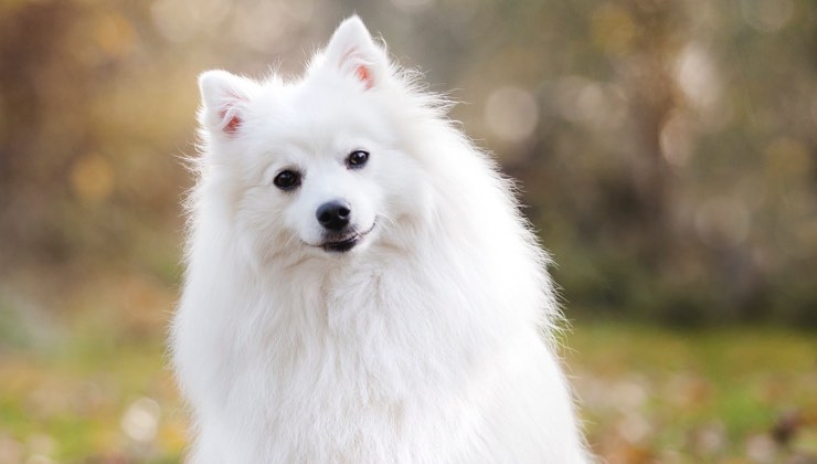 Cane dal pelo bianco inclina la testa da un alto 