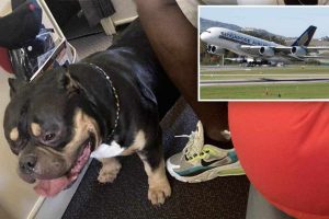 Cane da assistenza in aereo