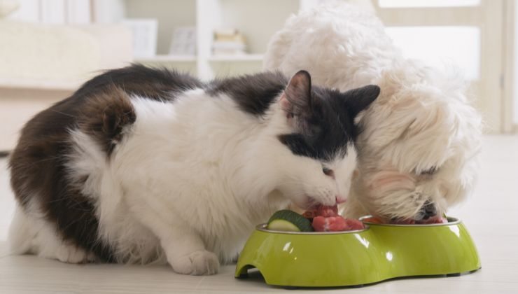 Cane e gatto mangiano insieme