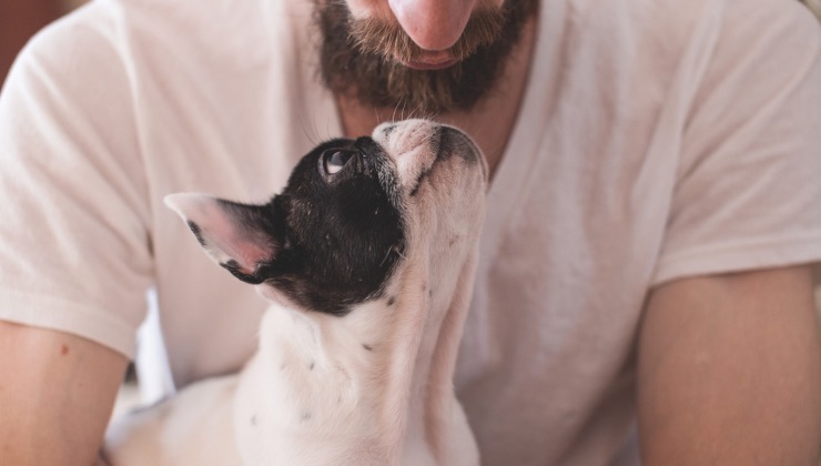 Cane di razza Bulldog bacia il papà umano con la stessa personalità 