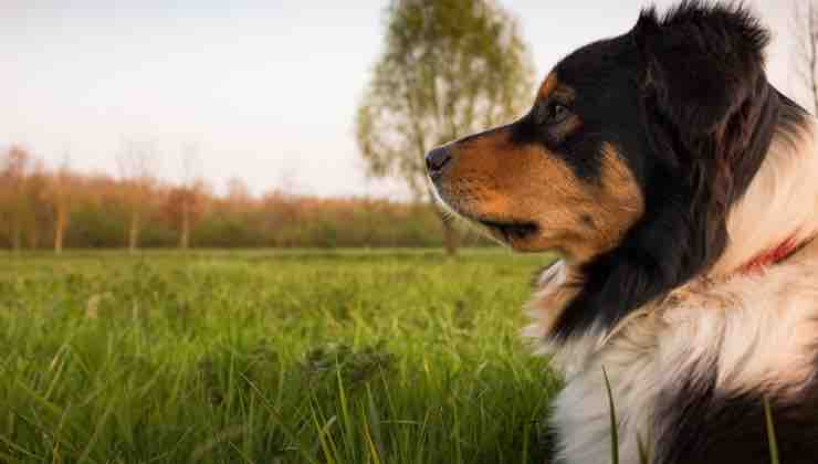 Cane nella natura in un prato d'erba 