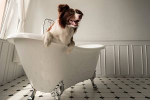 Cane nella vasca