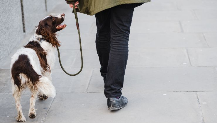 Cane passeggia accanto ad una persona 