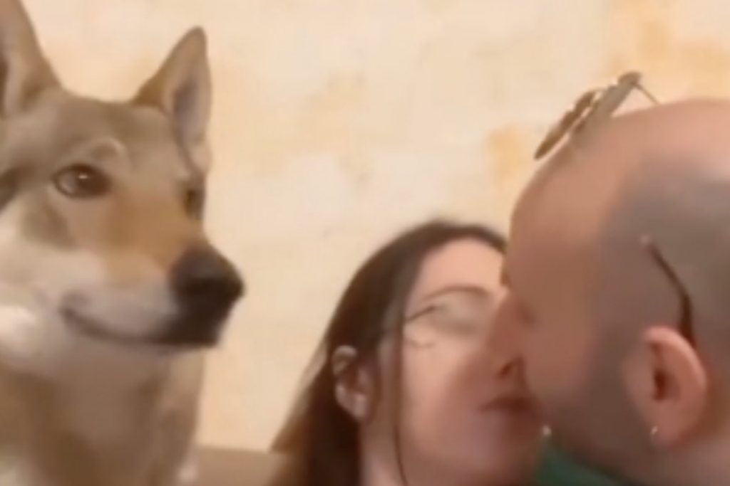 Cane assiste al bacio della coppia